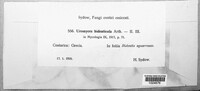 Uromyces bidenticola image